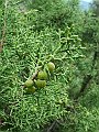 Cupressaceae - Juniperus phoenicea